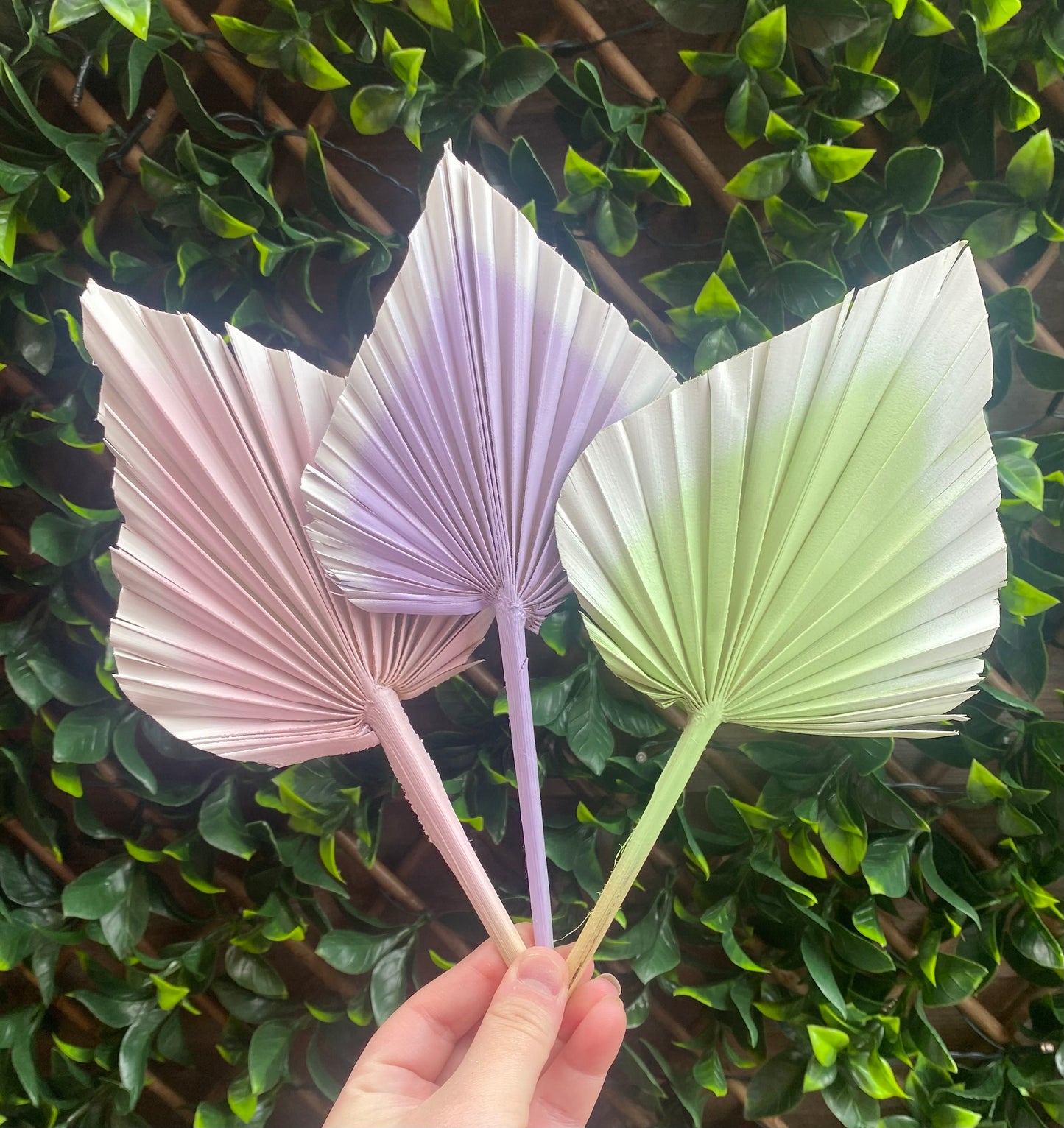 Palm Spear Bundle (x3)